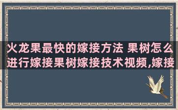 火龙果最快的嫁接方法 果树怎么进行嫁接果树嫁接技术视频,嫁接方法图解